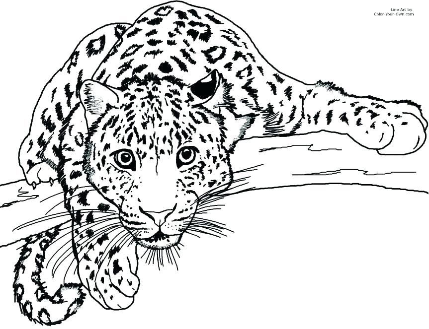 Jaguar Type Coloring Template Sketch Coloring Page