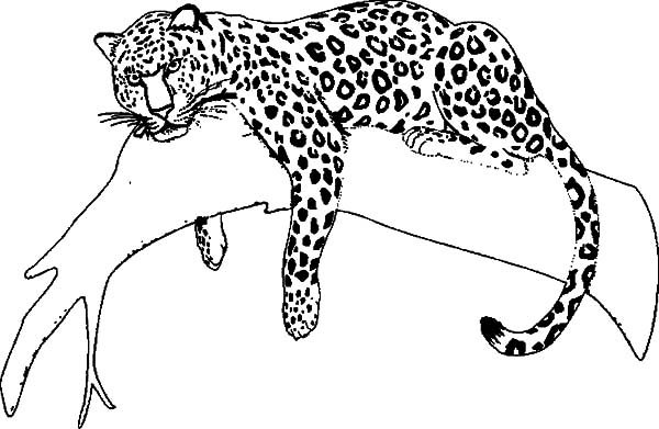 600x391 Jaguar Coloring Pages Printable Diego Coloring Pages