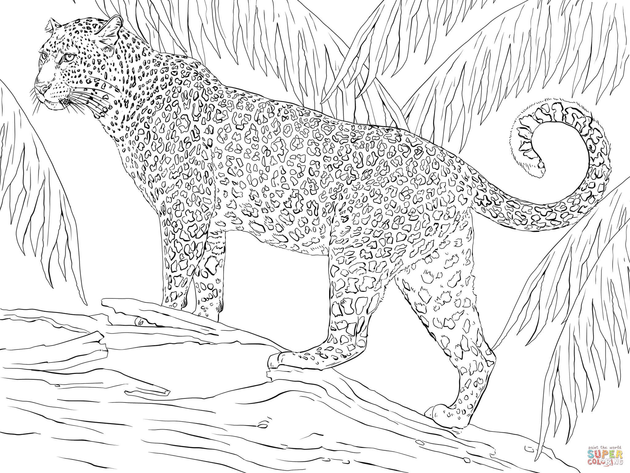 2048x1536 Luxury Jaguar Coloring Pages Advance