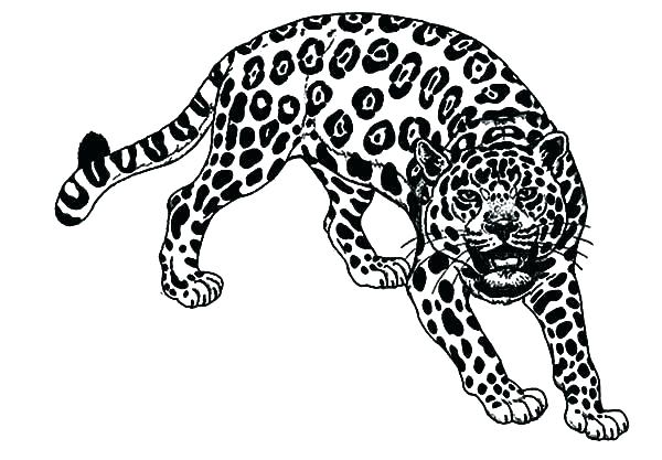 600x417 Jaguar Coloring Pages