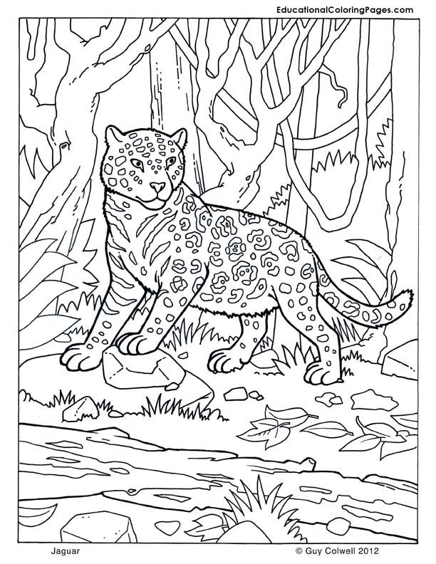612x792 Jaguar Coloring Page Craft Ideas African Animals