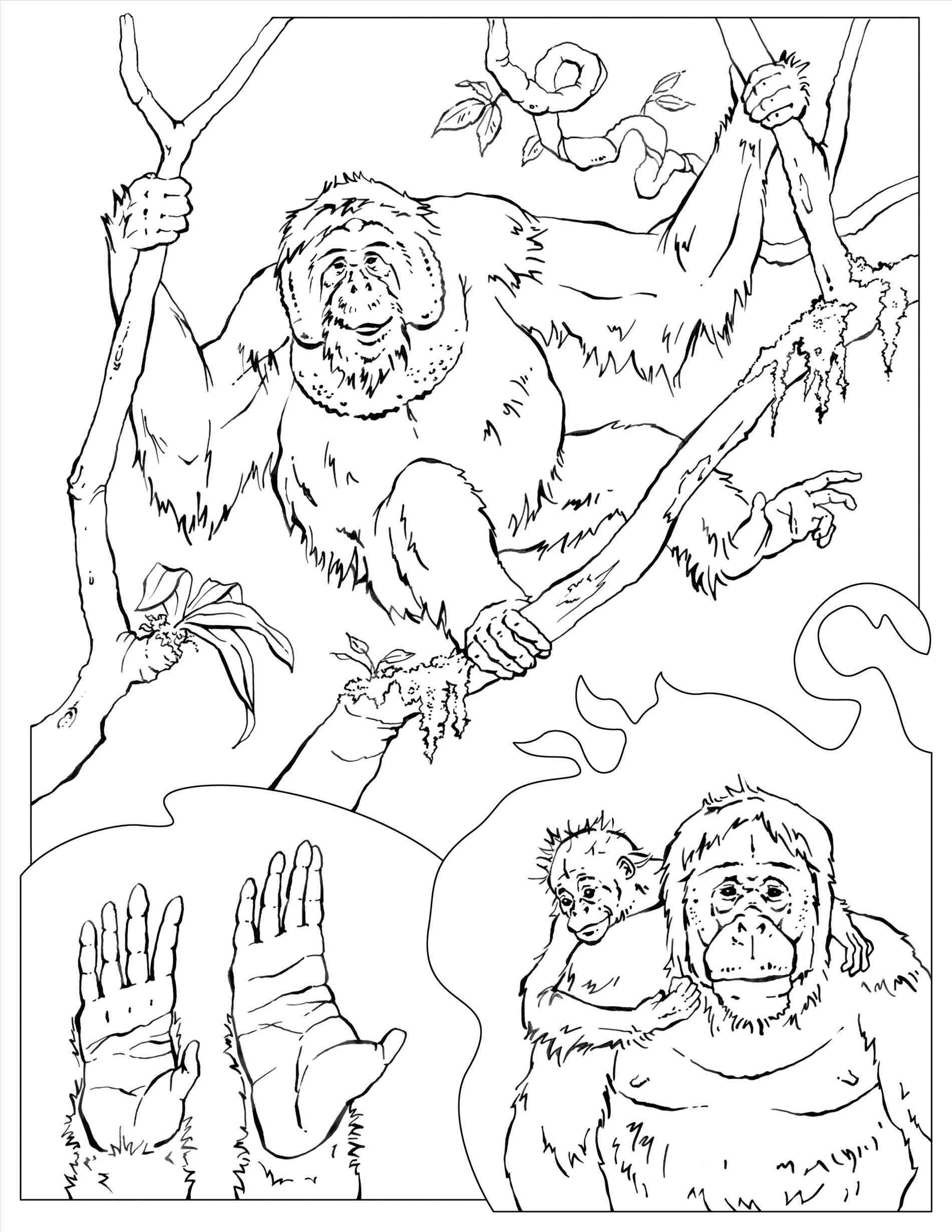 1900x2458 Opportunities Jane Goodall Coloring Page Web Pages