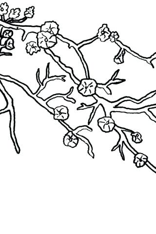 320x480 Cherry Blossom Coloring Pages Download Free Printable Coloring