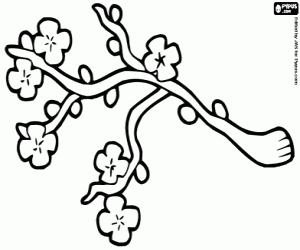 300x250 Cherry Blossom Coloring Page Collections Free Coloring Pages