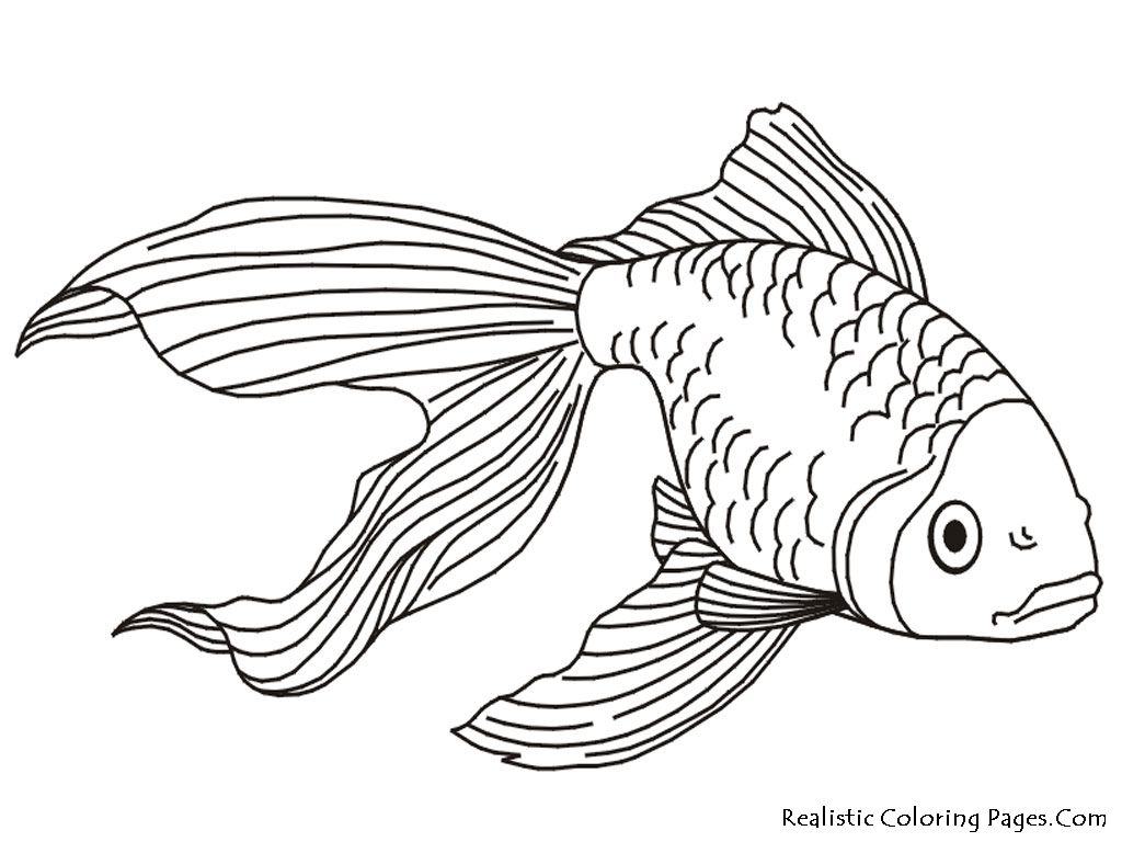 1024x768 Magic Siamese Fighting Fish Coloring Pages Japanese The Aquarium