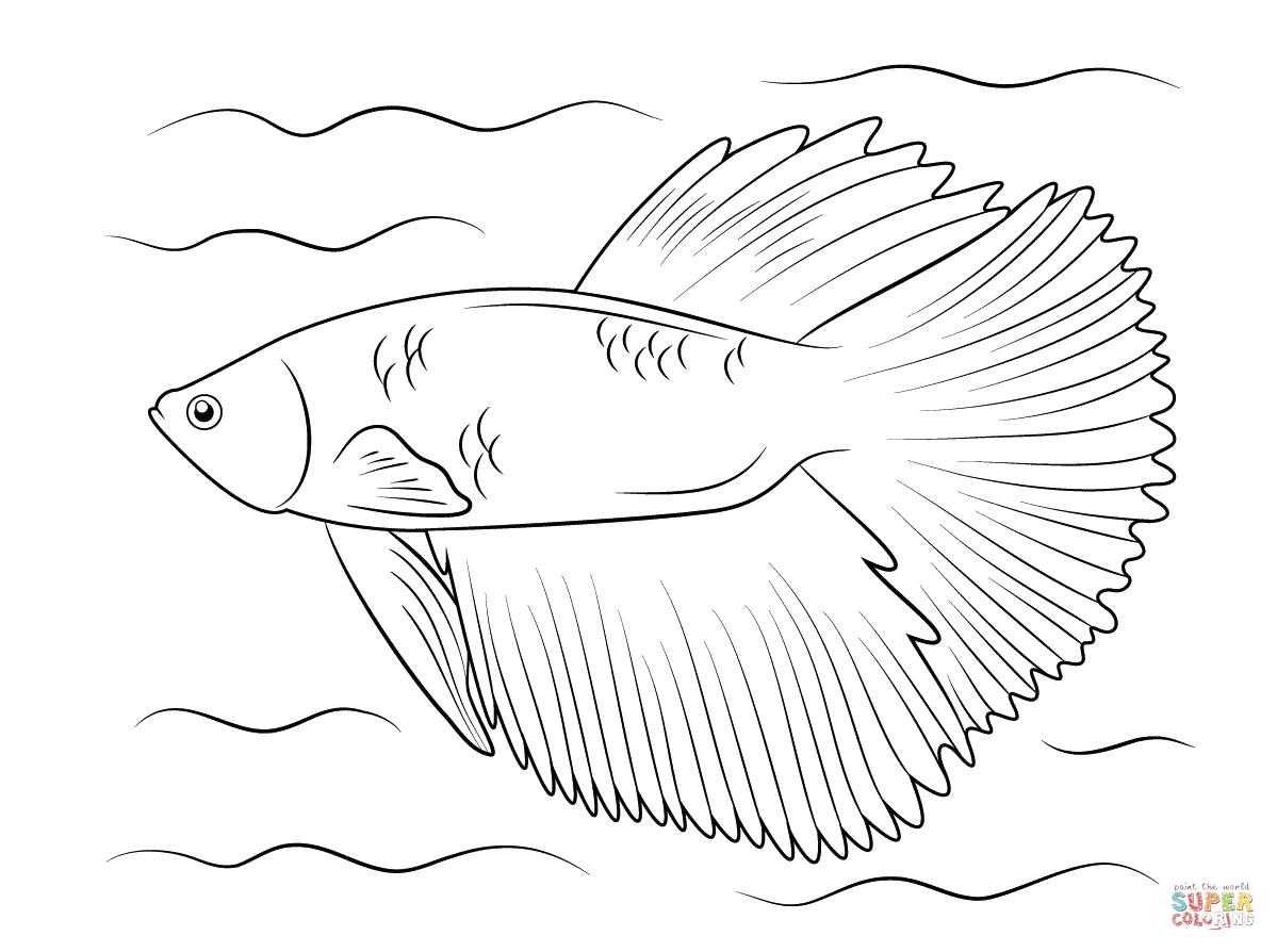 1199x894 Unique Siamese Fighting Fish Coloring Pages Japanese The Aquarium