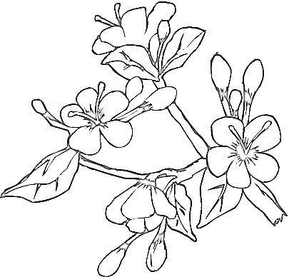 405x388 Art Coloring Pages Art Nouveau Coloring Pages Coloring Home