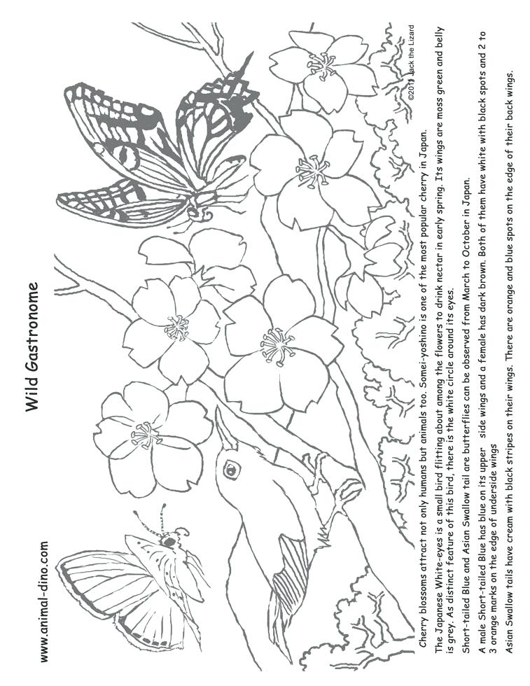 757x980 Cherry Blossom Coloring Pages