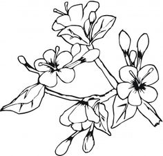 236x226 Cherry Blossoms Coloring Page