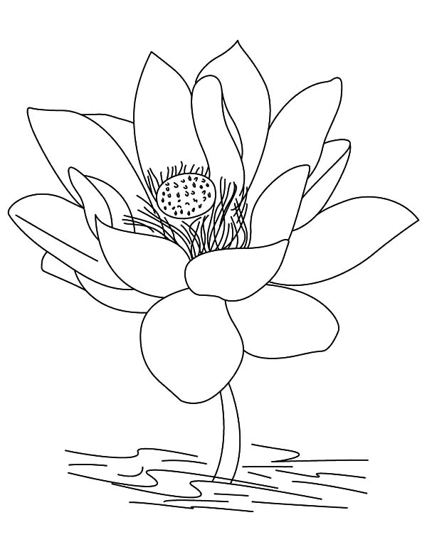 600x776 Jasmine Flower Coloring Pages Jasmine Holding Lotus Flower