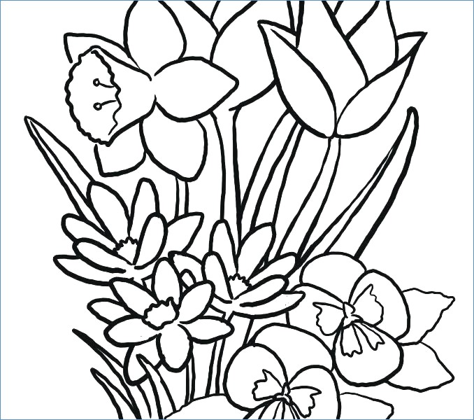 678x600 Princess Jasmine Flower Coloring Page
