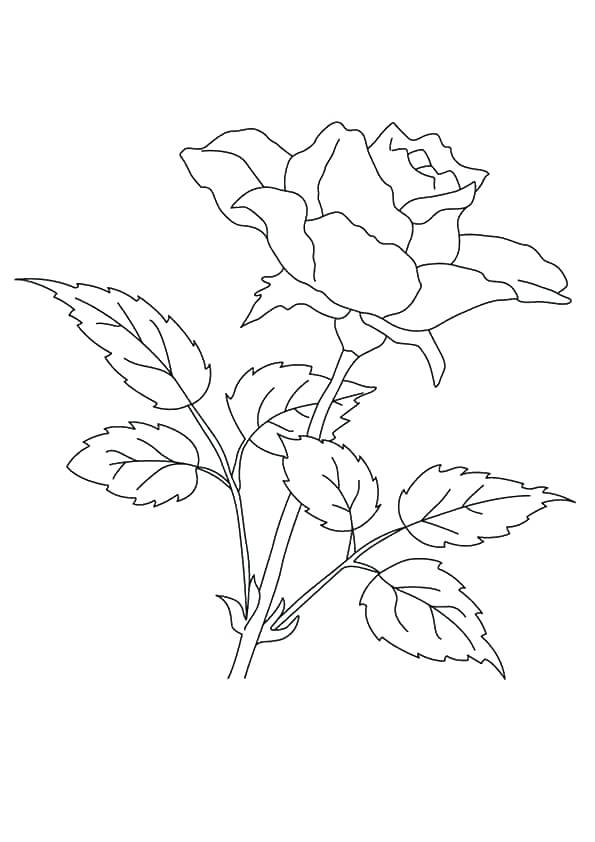 595x842 Flowers Coloring Pages Free Printable Great Jasmine Flower