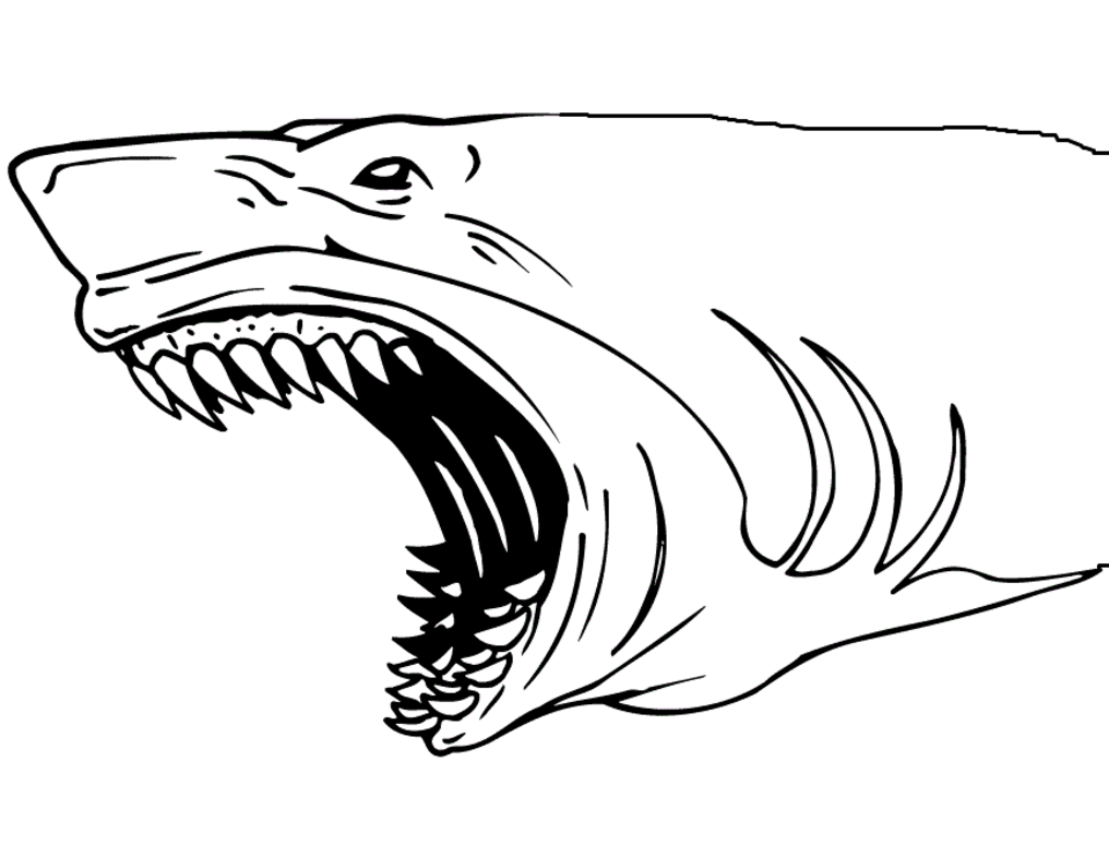 1016x784 Tiger Shark Coloring Book