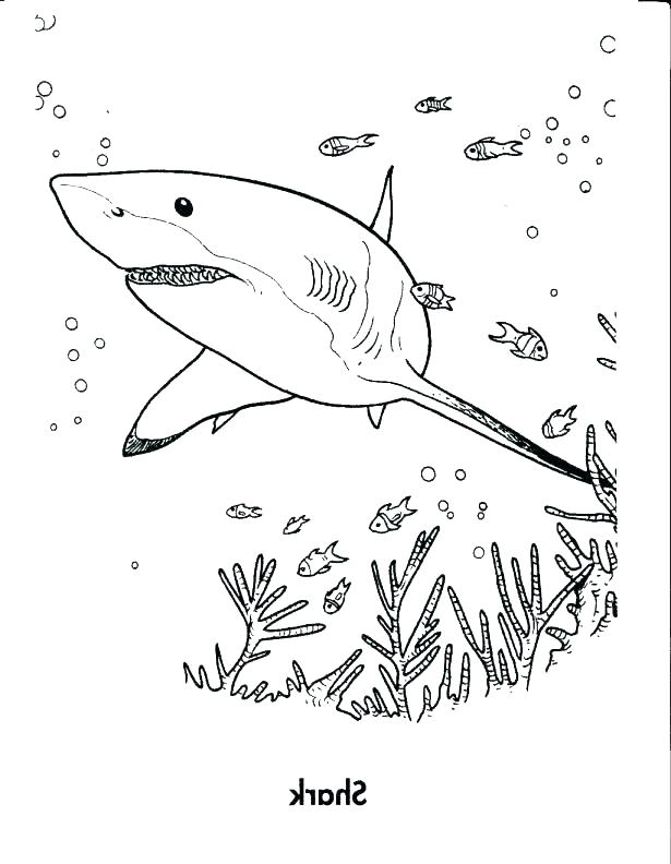 615x792 Coloring Pages Sharks Shark Jaws Coloring Pages For Kids Coloring