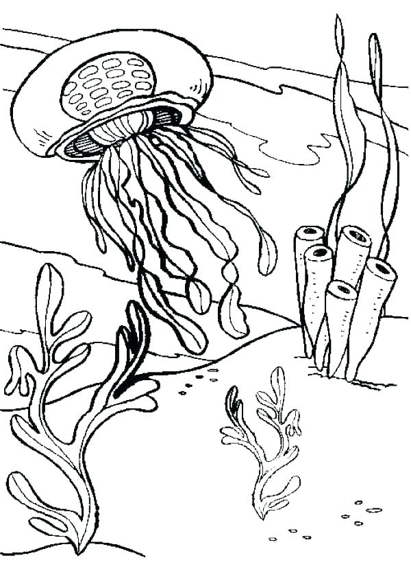 600x835 Jellyfish Coloring Pages Image Of View Full Size More Cute