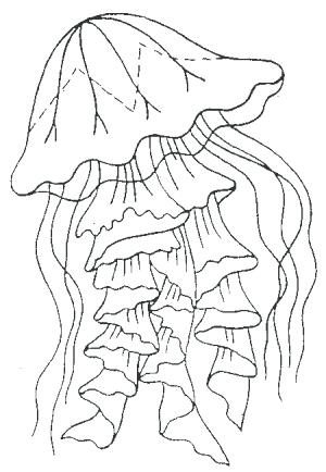 300x434 Jellyfish Coloring Pages Jellyfish Coloring Page Cartoon