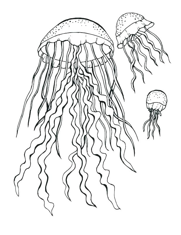618x800 Jellyfish Coloring Pages