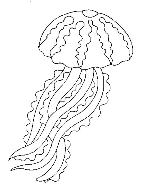 600x785 Sea Urchin Coloring Page Jellyfish Coloring Pages Jellyfish