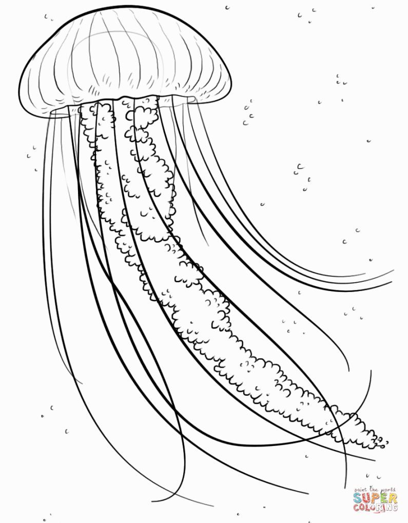 795x1019 Jellyfish Coloring Page Coloring Pages Jellyfish