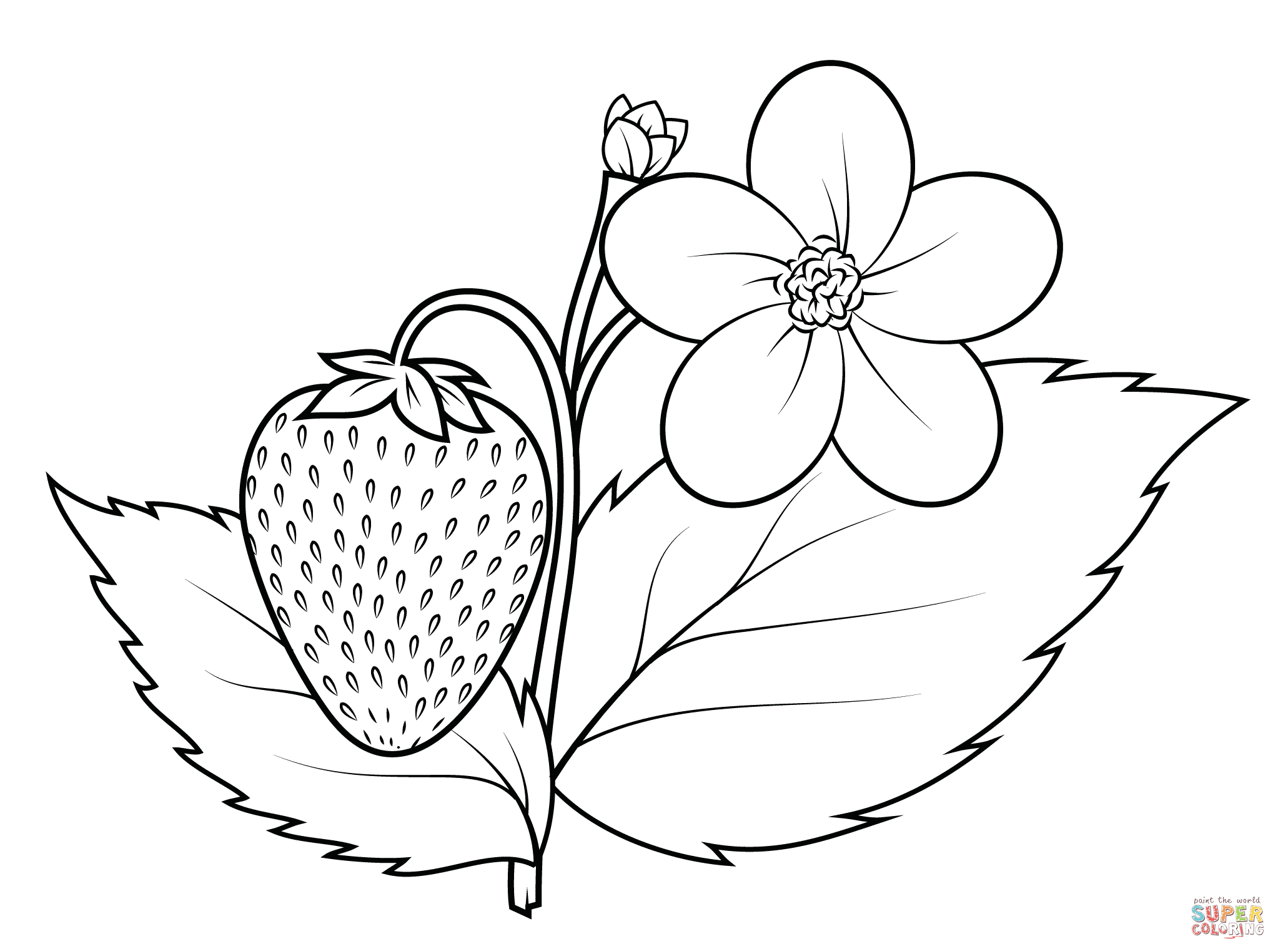 2046x1526 Top Strawberry Coloring Pages