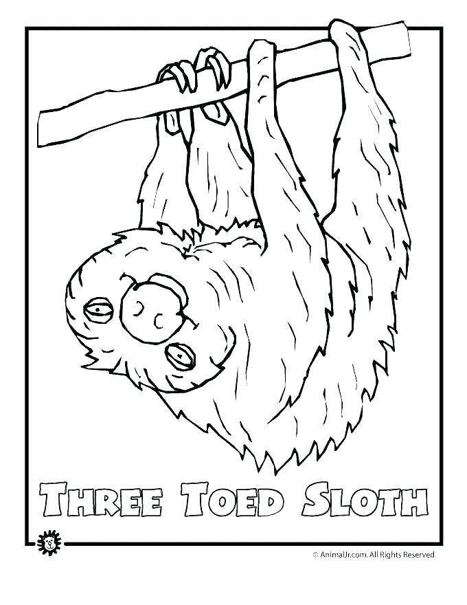 680x880 Coloring Pages Jungle Animals Medium Size Of Animals Coloring