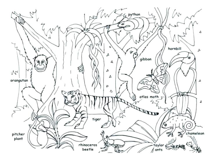 730x554 Animal Coloring Pages Printable Jungle Coloring Page Printable