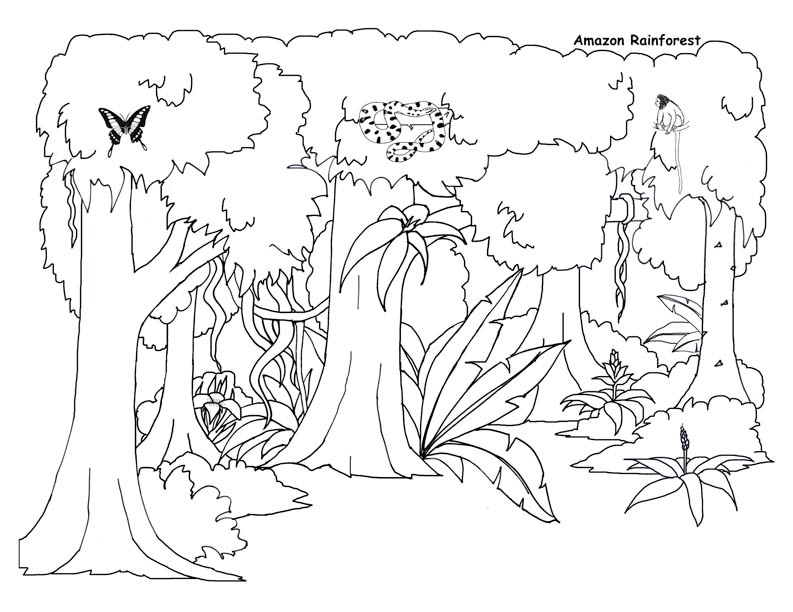 793x612 Jungle Coloring Pages Unique Tropical Rainforest Ecosystem Drawing