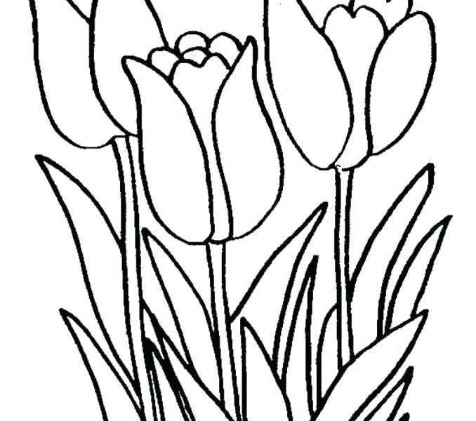 678x600 Jungle Leaves Coloring Pages Coloring Picture Of Leaves Leaves