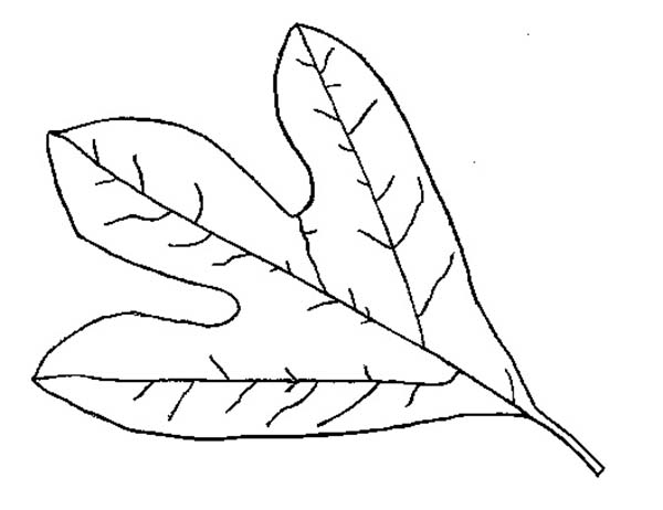 600x462 Autumn Leaf Coloring Page