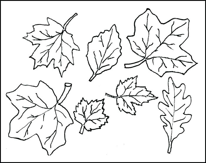 700x555 Love Free Printable Leaf Patterns Leaves Coloring Pages