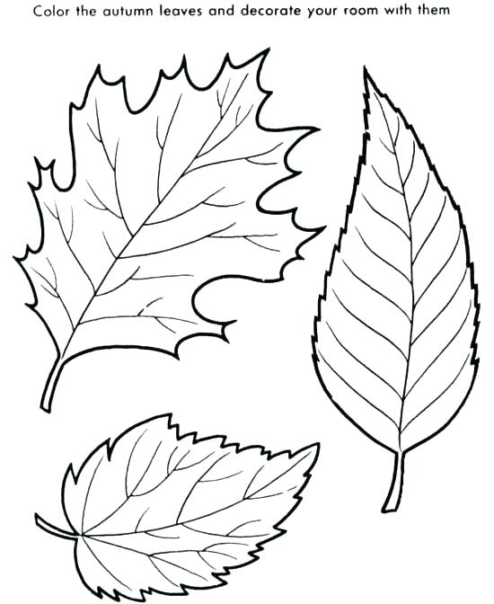 550x672 Coloring Pages Leaves Coloring Pages Fall Leaves Coloring Pages