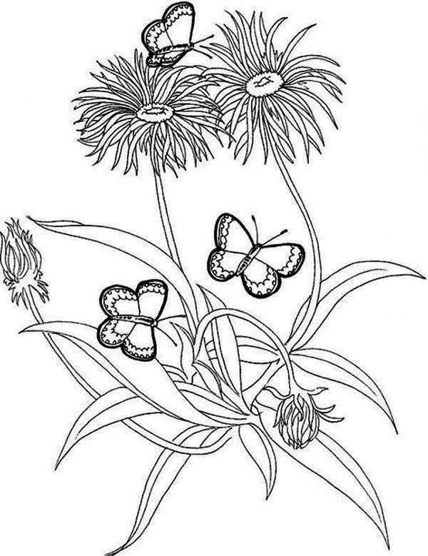 600x779 Jungle Plants Coloring Pages Free Coloring Pages