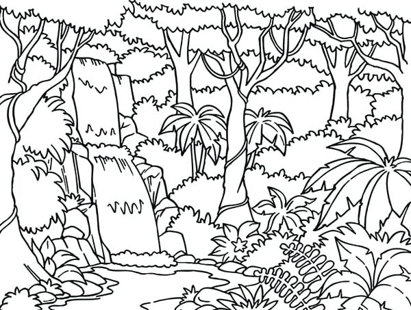 600x453 Rainforest Coloring Page Tropical Coloring Page Animal Coloring