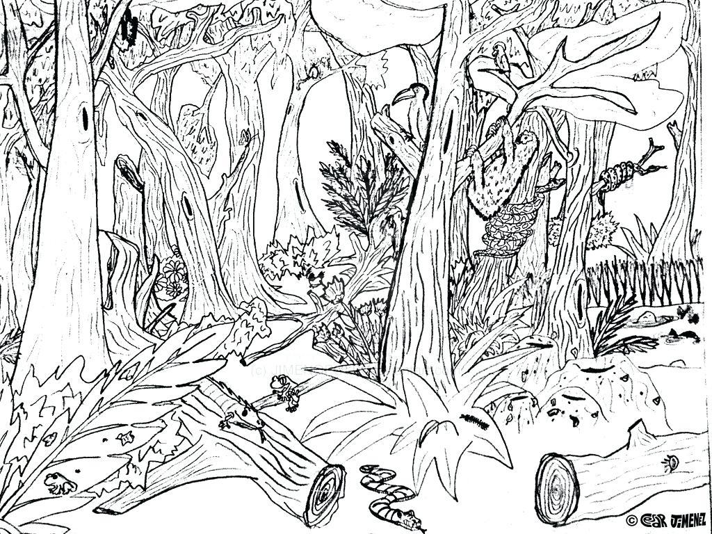 1024x768 Tropical Rainforest Plants Coloring Pages Free Printable Adult