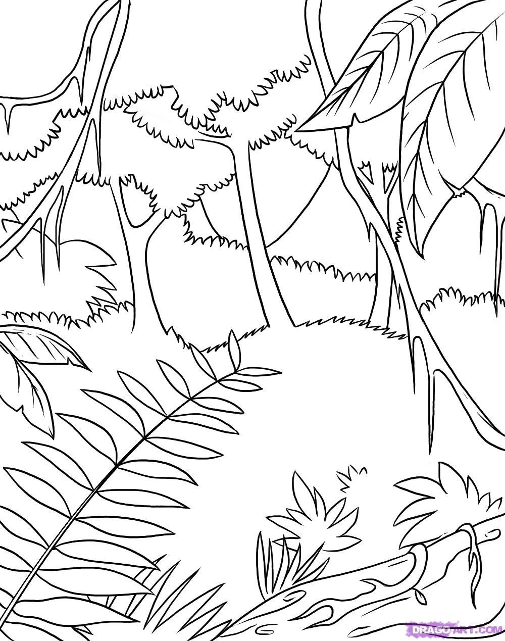 1000x1269 Safari Coloring Pages How To Draw A Rainforest Step Jungle