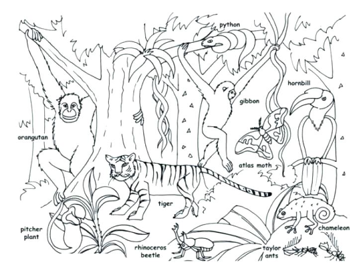 730x554 Coloring Pages Plants Animals Coloring Pages Tropical Jungle
