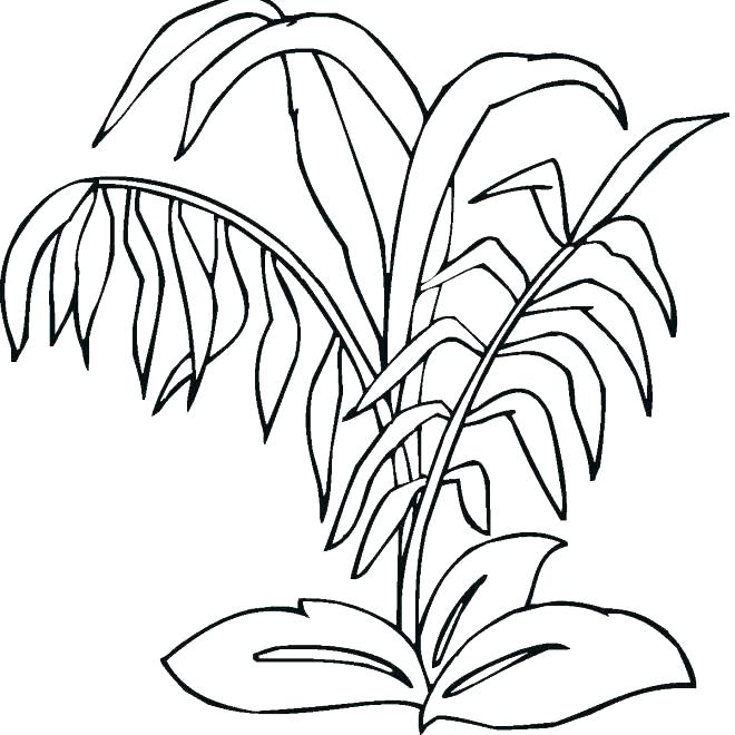 660x660 Coloring Pages Plants Coloring Pages Drawn Jungle Plants Coloring