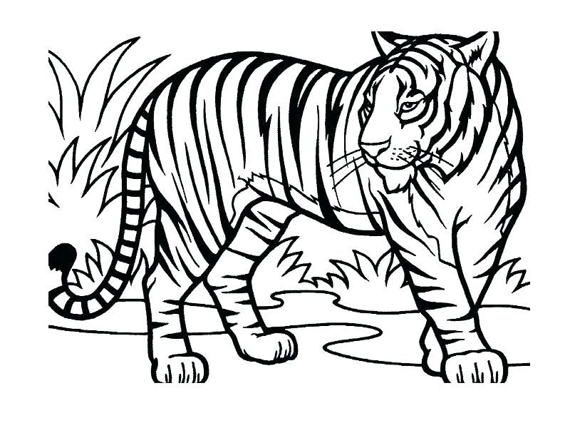 800x600 Jungle Coloring Page Jungle Printable Coloring Pages Also Drawing