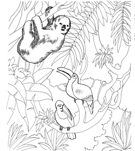 469x525 Palm Tree Coloring Sheets Cartoon Jungle Palm Trees Coloring
