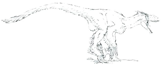 660x267 Velociraptor Coloring Pages Coloring Page Coloring Pages Coloring