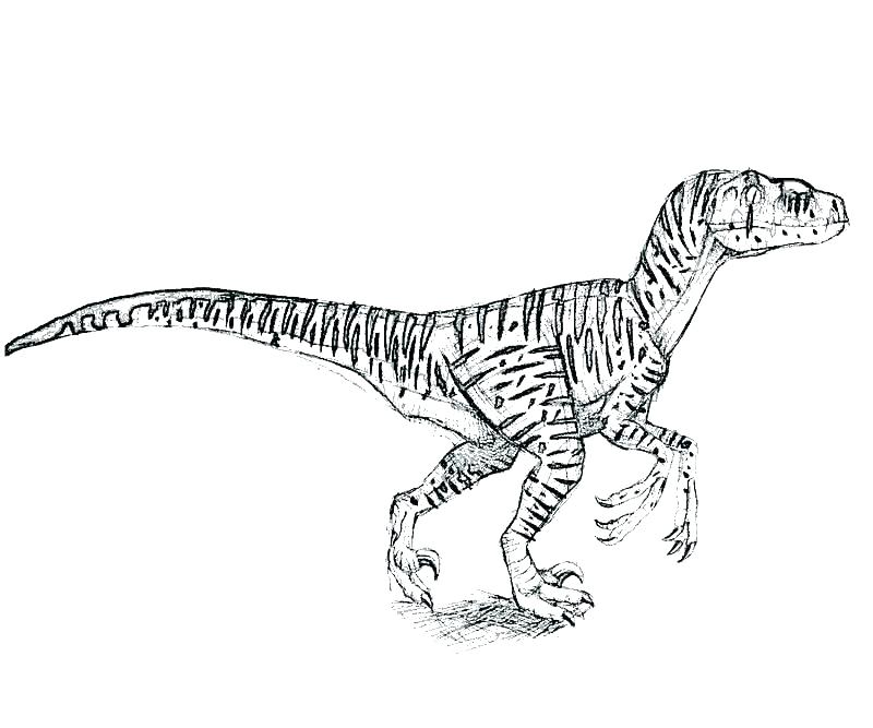 800x667 Velociraptor Coloring Pages Printable Dinosaur Coloring Pages