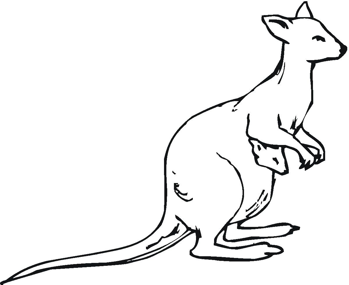 1200x981 Image Result For Kangaroo Line Drawing Kangaroo
