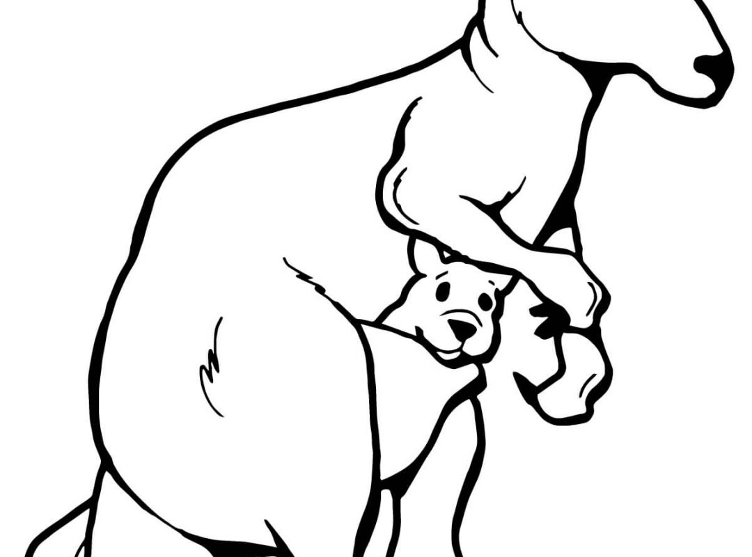 1080x800 Marsupial Kangaroo Coloring Page Animals Pages Free Printable