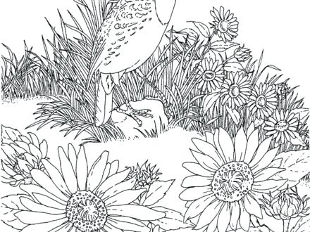 440x330 Kansas State Flag Coloring Page