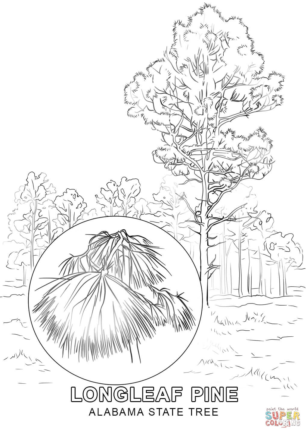 1020x1440 Proven Hawaii State Tree Coloring Page Empire Building Drawing
