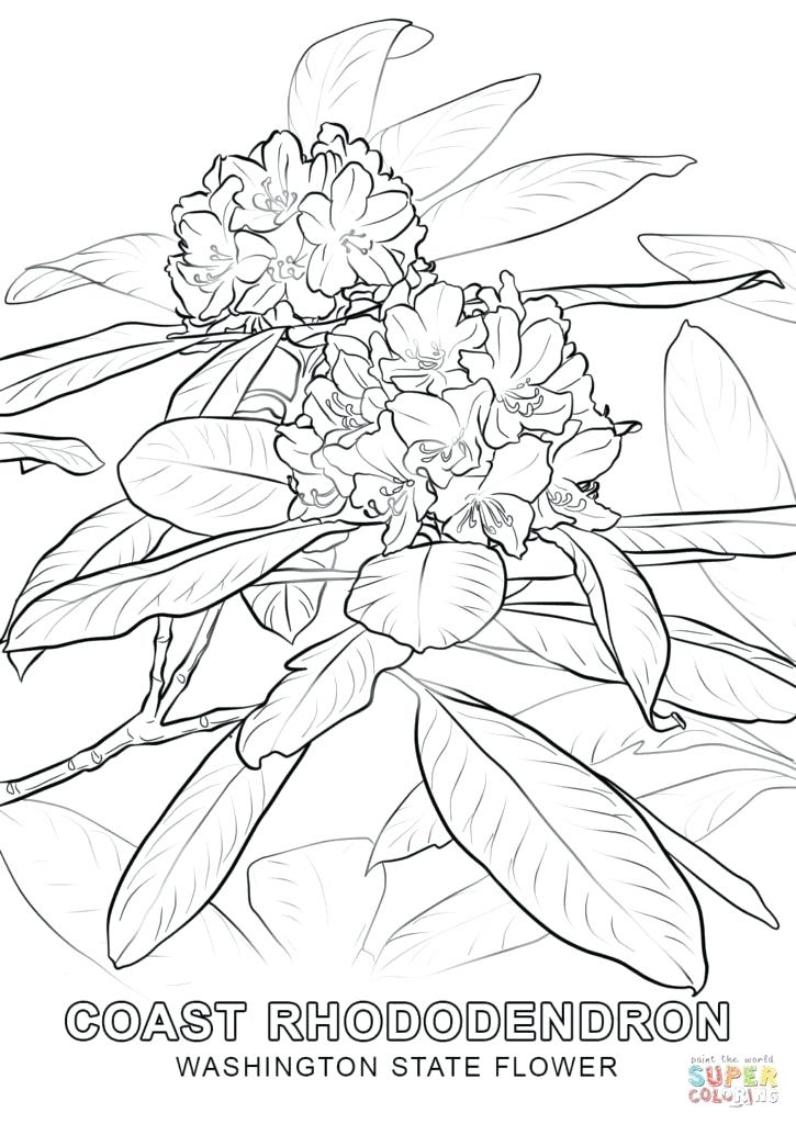 725x1024 State Flower Coloring Pages State Flower Coloring Pages Arkansas