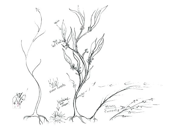 564x430 Sea Plants Coloring Pages Ocean Plants Coloring Pages Plus Seaweed