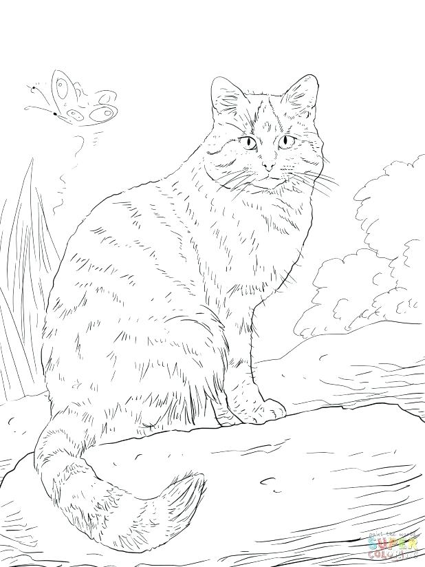 618x824 Wildcat Coloring Page Wildcat Coloring Page Adult Wild Cat