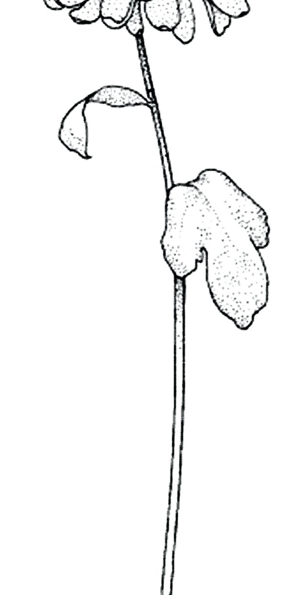 600x1224 Kevin Henkes Coloring Pages Beautiful Chrysanthemum With Two