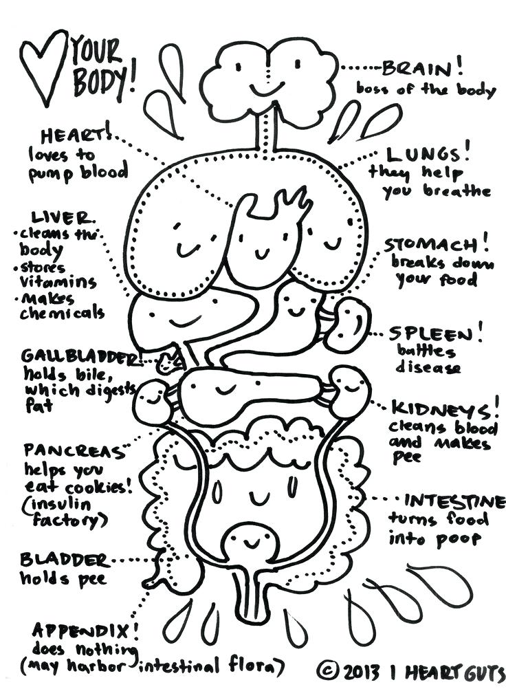 736x1002 Anatomy Coloring Page